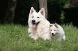 BERGER BLANC SUISSE - ADULTS ET PUPPIES 074